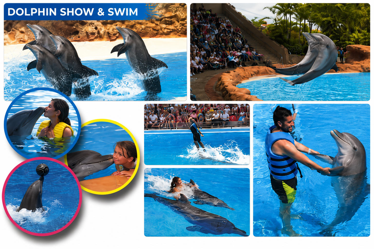 Dolphin Show & Swim